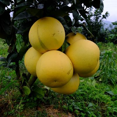岩门红心蜜柚3.5-4.5斤/个 万盛自提