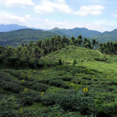 定青生态茶园 乡村旅游观光点