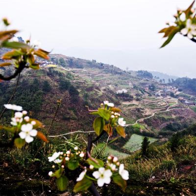 万盛特色乡村旅游 五和梨花园