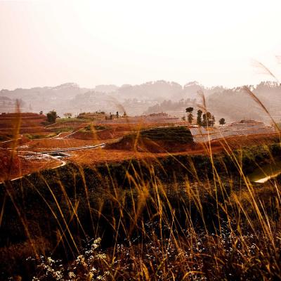 万盛特色乡村旅游 五和梨花园
