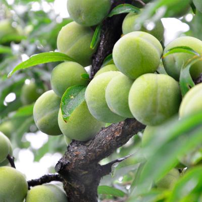 万盛【凉风脆李】新鲜水果脱骨空心李5斤装顺丰包邮【普通装】