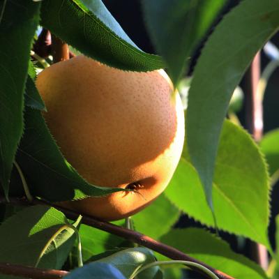 万盛关坝龙井雪梨 香甜可口 5斤装