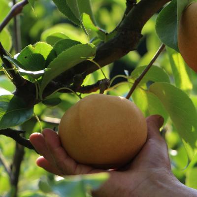 万盛关坝龙井雪梨 香甜可口 5斤装