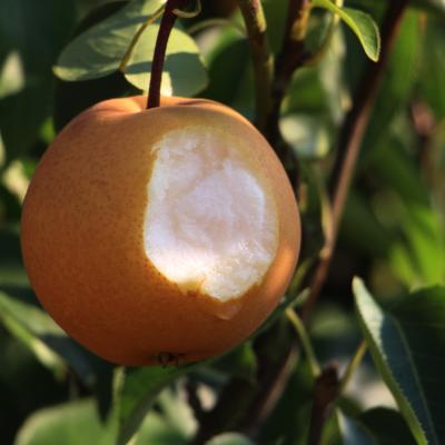 万盛关坝龙井雪梨 香甜可口 5斤装