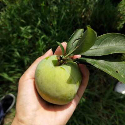 万盛【奈李】新鲜水果脱骨空心李5斤装【精品装】限万盛自提