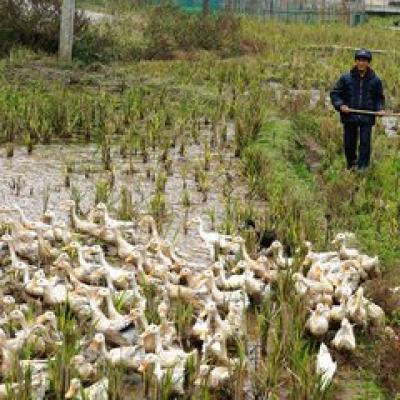 【电商扶贫】壹年散养土鸭（预售）