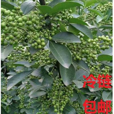 【爱心助农】南桐青花椒（鲜椒2.5kg/箱）重庆包邮