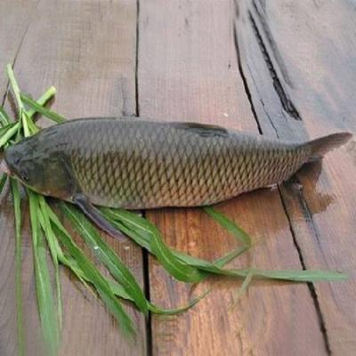 鲫鱼  500g   仅限万盛配送